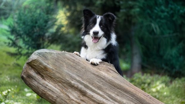 Border Collie schaut hinter Stein hervor