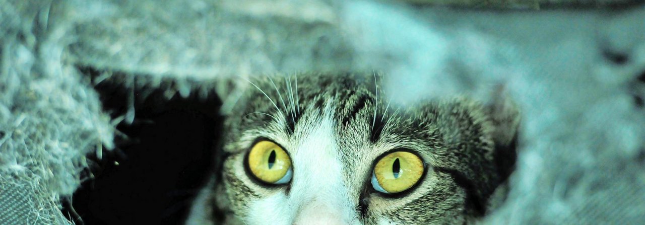 Wenn eine Katze leidet, könnten Psychopharmaka hilfreich sein.