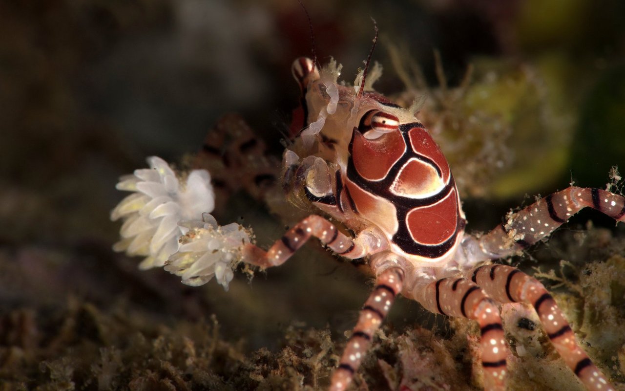 Haben die Tiere keine «Pompoms», stehlen sie von einem Artgenossen eine Anemone oder Teile davon.