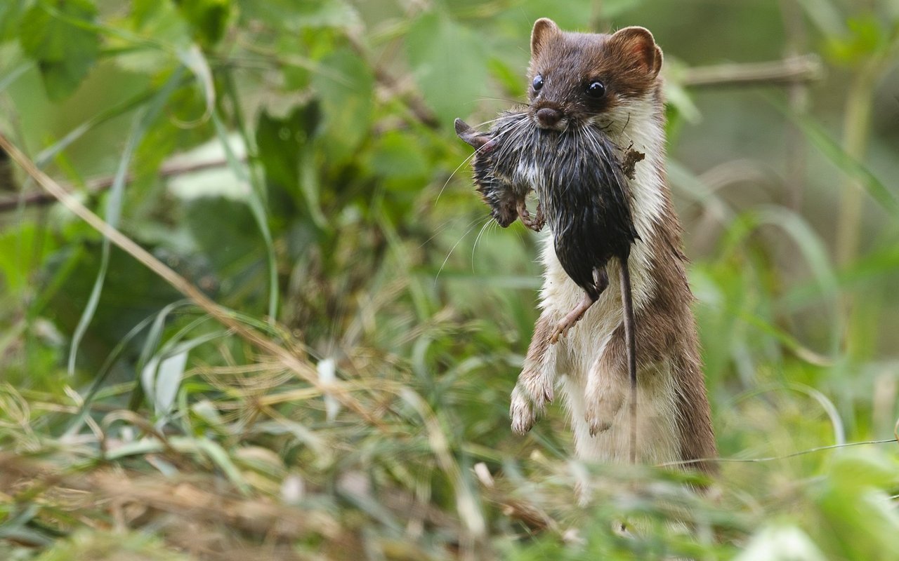 Jagdstreifzüge können ein Hermelin über mehrere Kilometer führen.