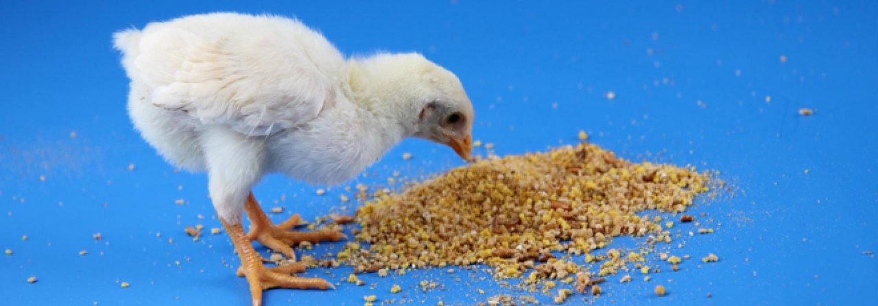 Küken picken in den ersten Lebenswochen zweieinhalb Kilo Futter.