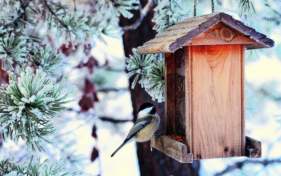 Winterfütterung von Vögeln ist eine gute Gelegenheit, Vögel aus der Nähe zu beobachten.