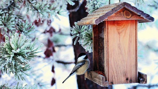 Winterfütterung von Vögeln ist eine gute Gelegenheit, Vögel aus der Nähe zu beobachten.