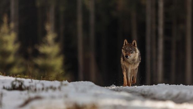 Wolf auf Waldlichtung im Winter