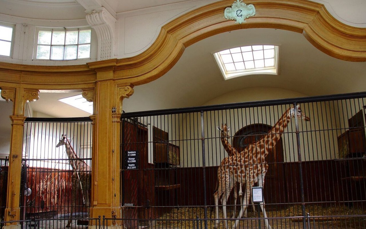 Kordofan-Giraffen im historischen Antilopenhaus des Zoos Basel.