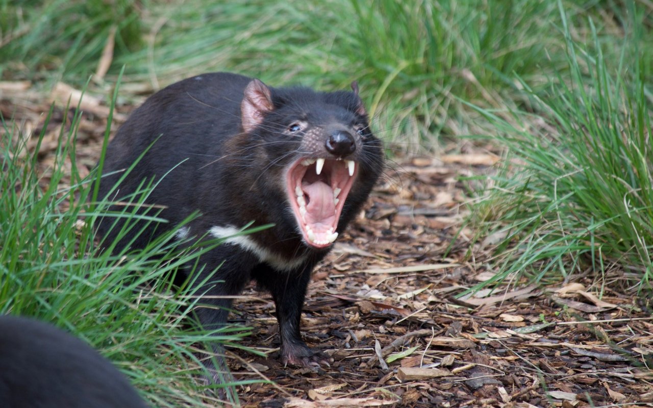 Das Kreischen ist typisch für den Tasmanischen Teufel. 
