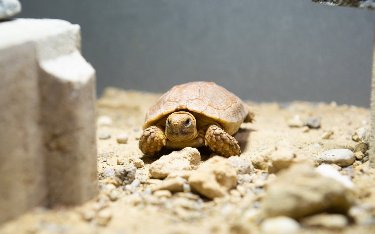 Die Boulangers Flachschildkröten sind stark vom Aussterben bedroht.