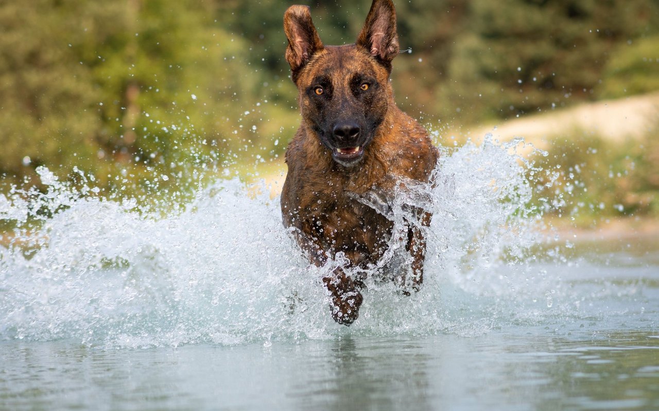 Schäferhunde zeichnen sich durch ihren hohen Bewegungsdrang aus – wenn man diesen decken kann, hat man einen loyalen und intelligenten Hund an seiner Seite.