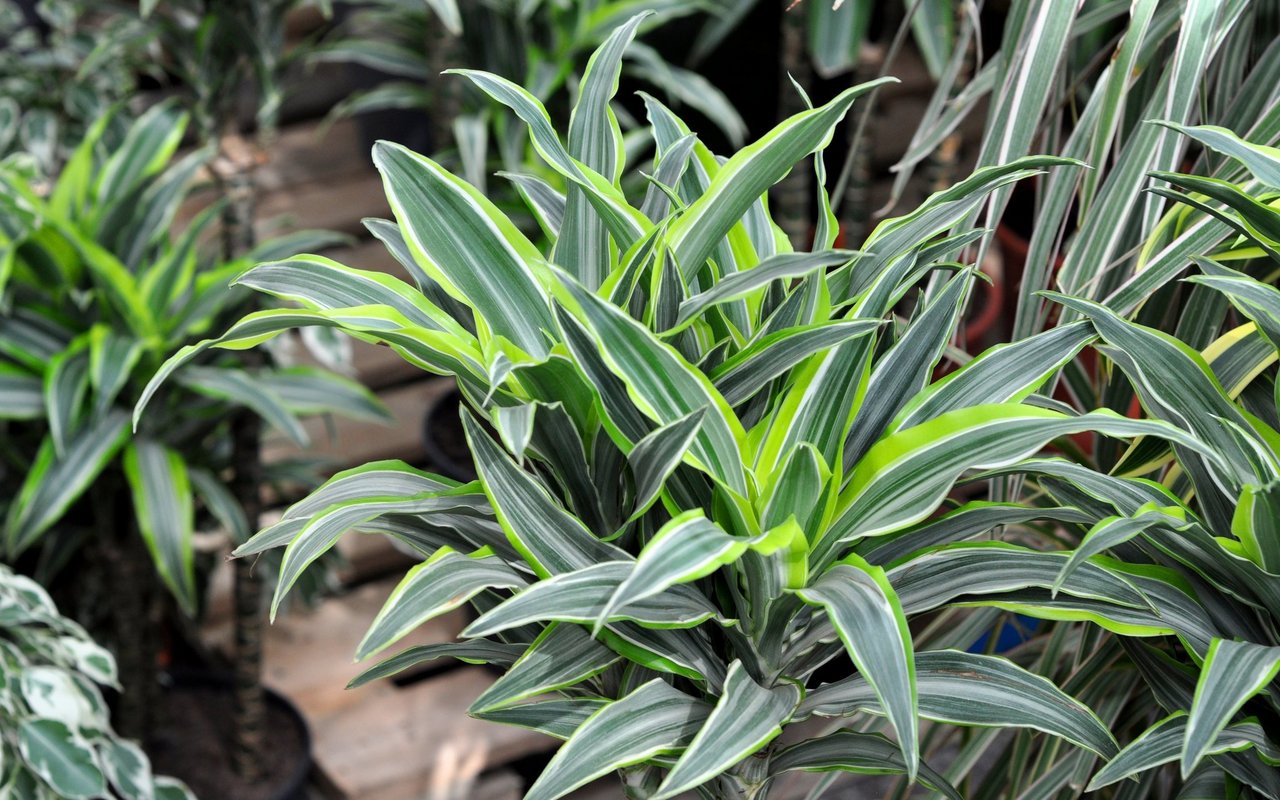 Der Drachenbaum (Dracaena) ist eigentlich gar kein Baum, sondern gehört mit seinen bis zu 150 Arten zur Familie der Spargelgewächse.