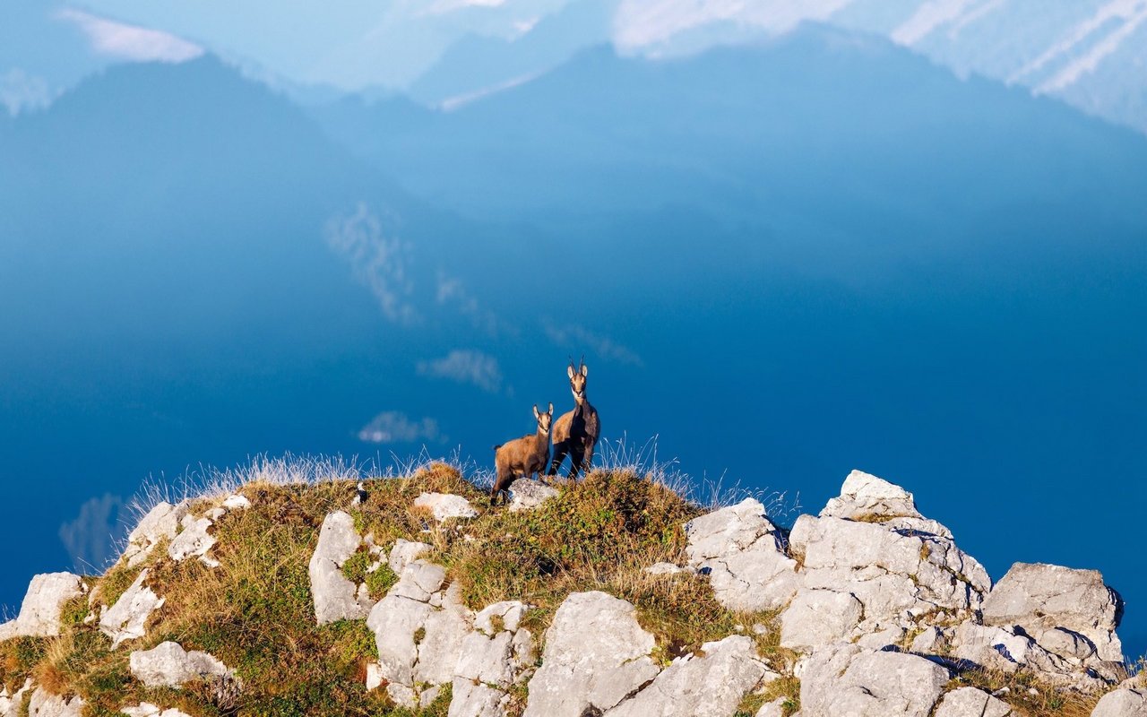 Zwei Gämse auf einem Gipfel im Naturpark Diemtigtal in Berner Oberland.