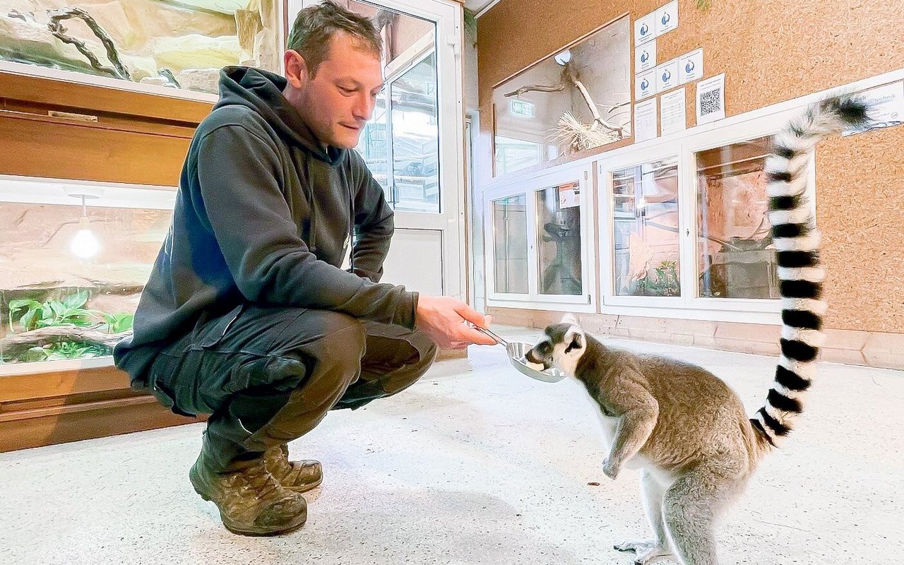 Orlando Schrofer nimmt exotische Tiere auf, die schlecht gehalten wurden oder aus Zooschliessungen stammen. Auch dieser Lemur hat bei ihm ein neues und artgerechtes Zuhause gefunden.