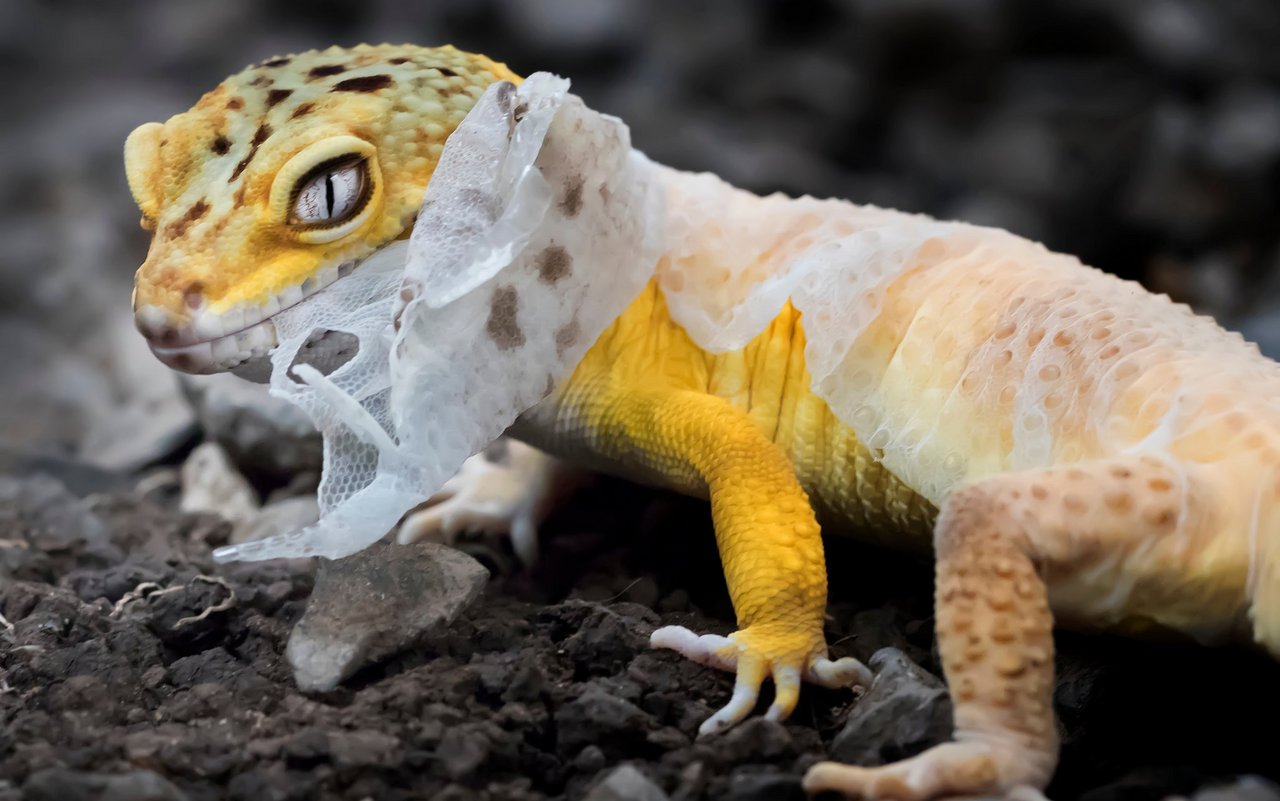 Ein Gecko streift seine alte Haut ab.