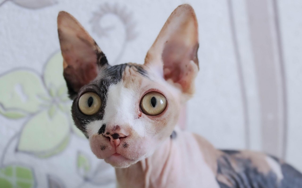 Sphynx