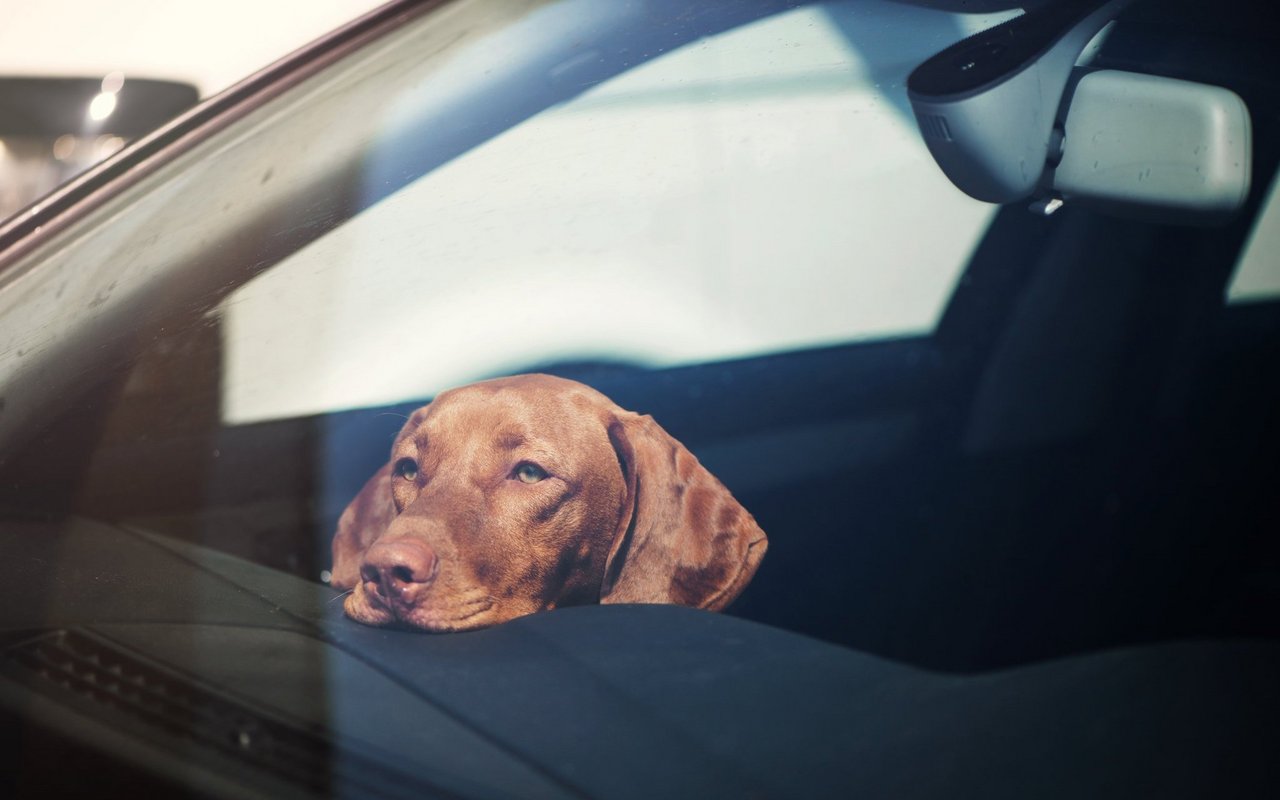 (Symbolbild) Hunde sollten bei heissen Temperaturen nicht in Auto warten müssen. Zudem müsste der Hund immer Zugang zu Wasser haben.