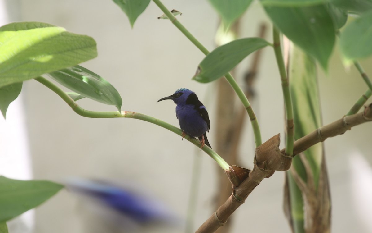 Seit jeher werden im Basler Zoo Türkisnaschvögel aus Lateinamerika gezüchtet. Sie leben auch im neuen Schluchtwald. 