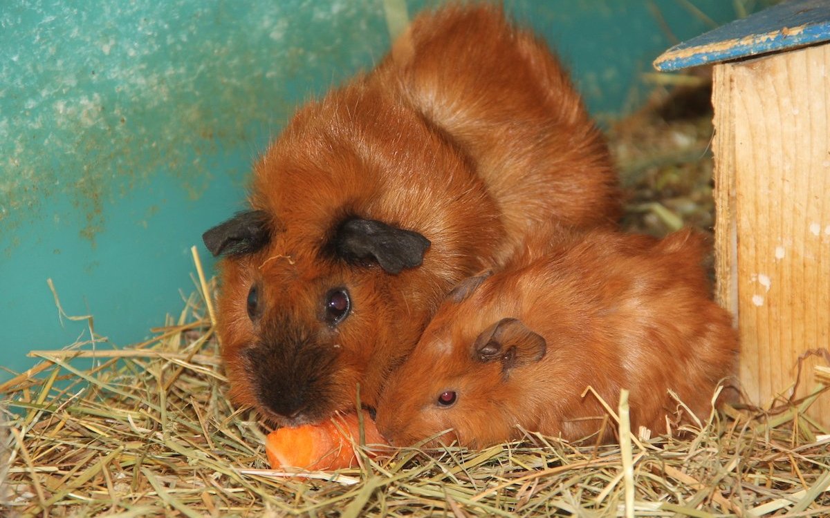 Auch für Meerschweinchen-Freundinnen und -Freunde gibt es eine Interessengemeinschaft. 