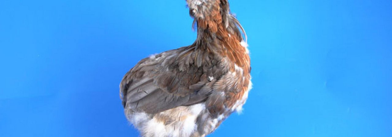 Diese blau-wildfarbige Araucana-Henne ist in Mauser. Die ersten Federn sind bereits wieder nachgewachsen.