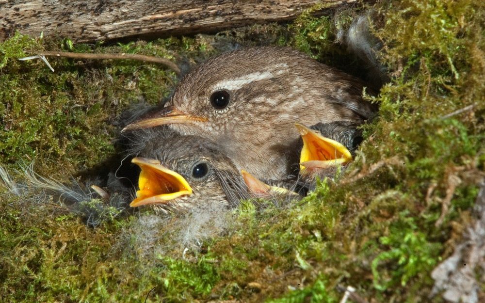 Der Zaunkönig baut sein Nest aus Moos, gut versteckt in einem Asthaufen.