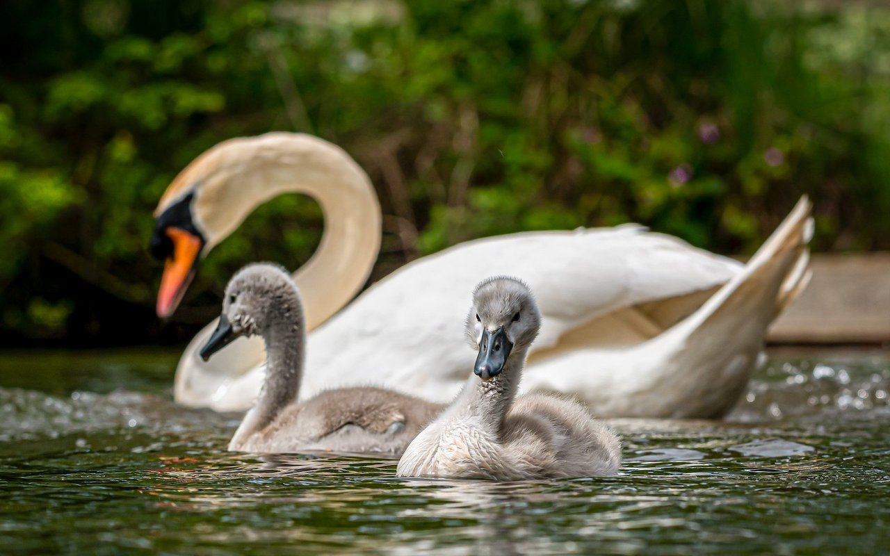 Während der Brut- und Aufzuchtszeit hat jedes Schwanenpaar sein eigenes Revier. Dieses wird hart verteidigt.