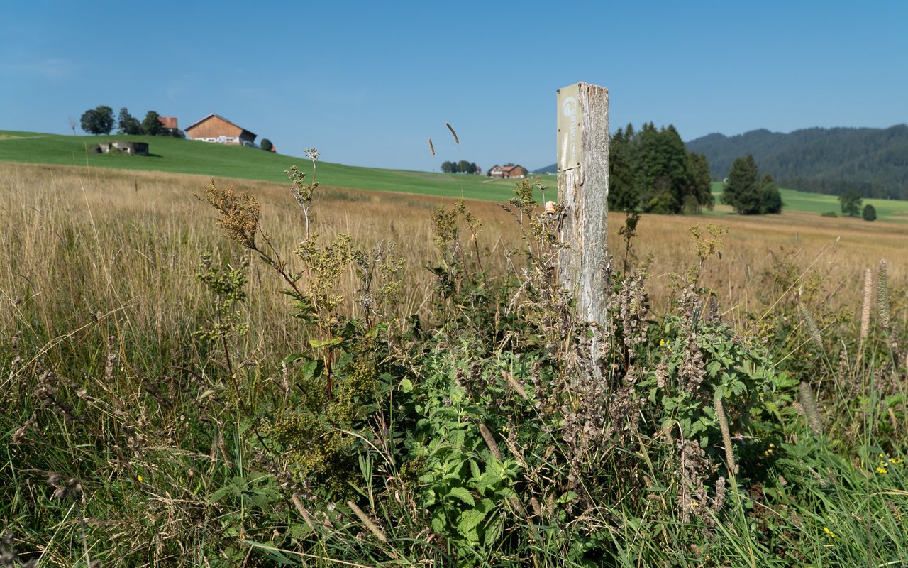 Im Flachmoor ist die Vegetation noch relativ üppig, nimmt aber ab, je weiter man ins Moor geht.
