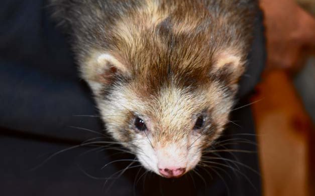 Loki ist der einzige Frettchen-Rüde auf dem Kamelhof Olmerswil.