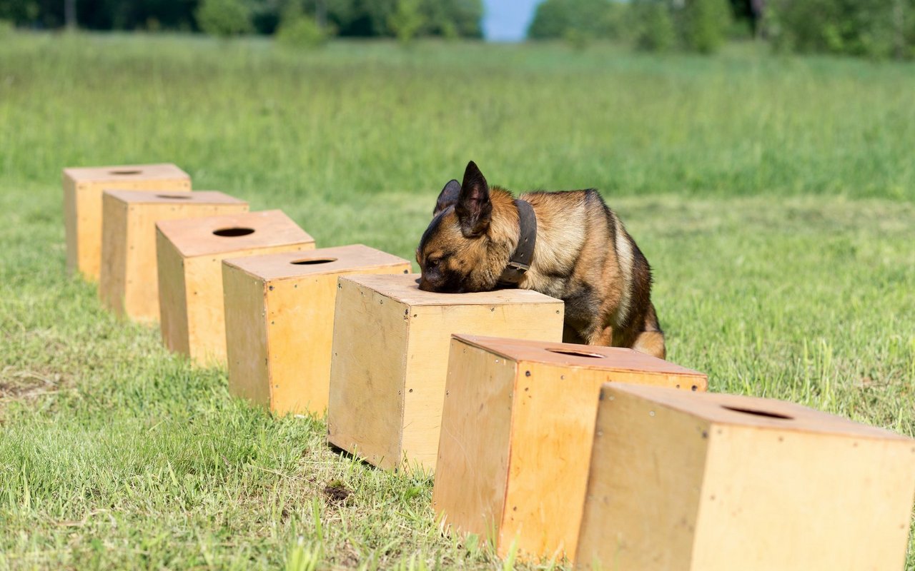 Symbolbild: Ein Hund im Schnüffel-Training. 