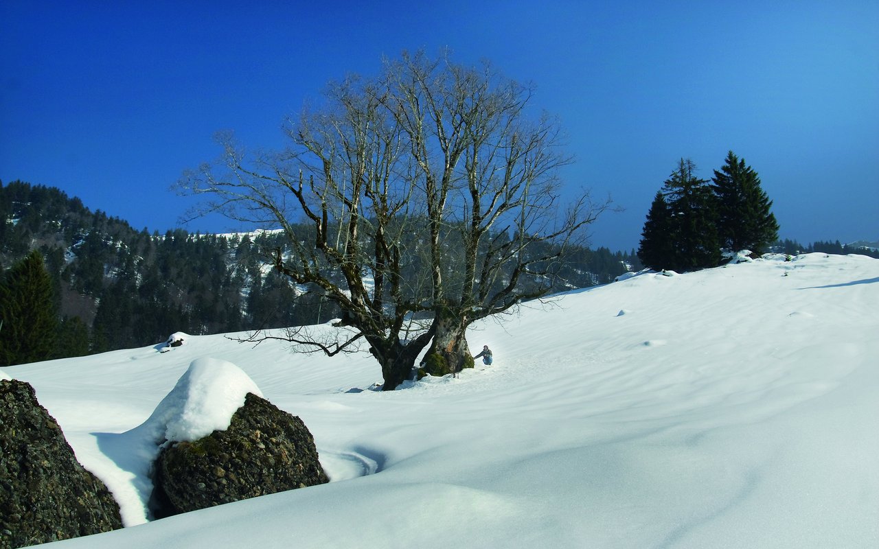 Bergahorn, Kaltbrunn (SG), ca. 800 Jahre alt, 11,6 Meter, Stammumfang Auf den ersten Blick sieht es so aus, als würden zwei Bäume nebeneinander stehen. Tatsächlich handelt es sich aber nur um einen Baum mit gänzlich gespaltenem Stamm.