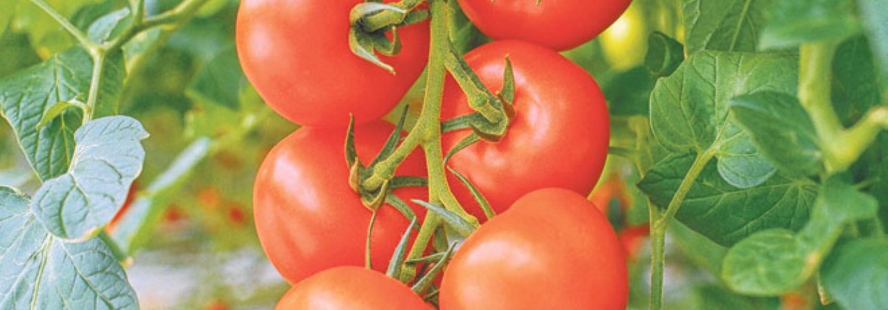 Die «Philona»-Tomaten sind robust und eignen sich gut für den Balkon.