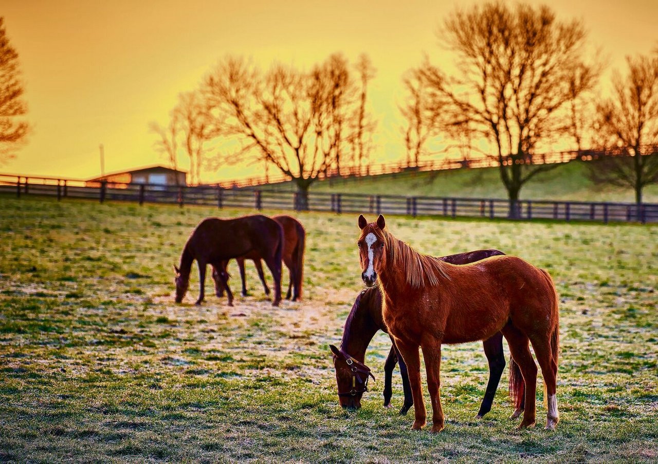 70 Prozent der Pferde leben auf Bauernhöfen. 