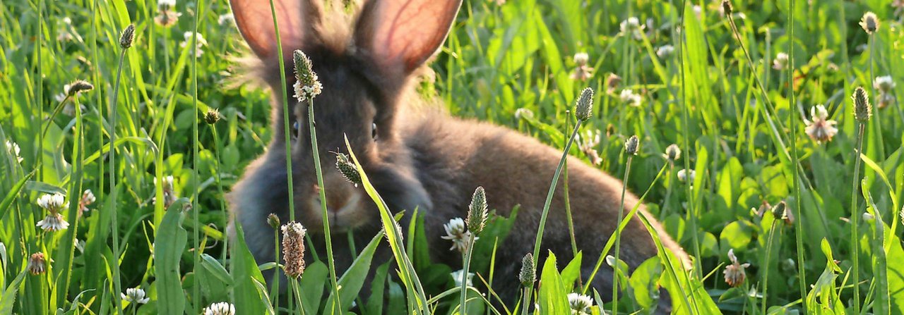 Kaninchen lieben blattreiches Gras und Heu
