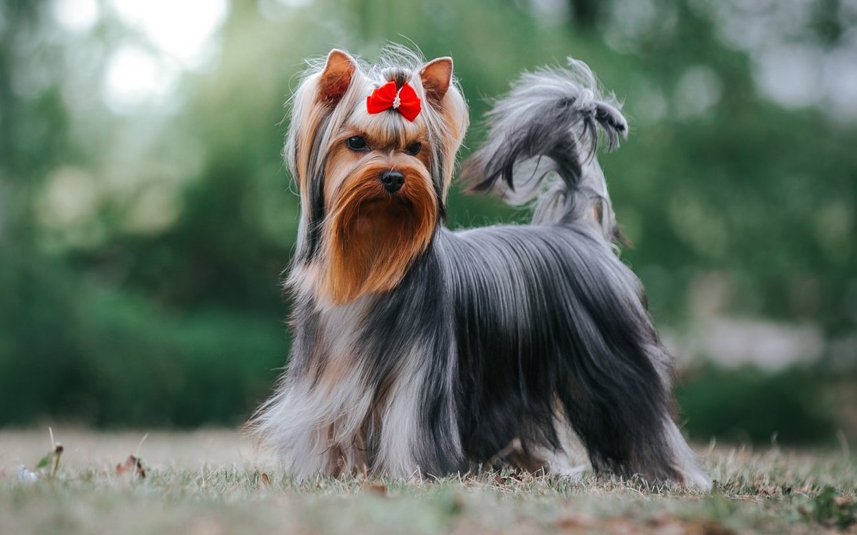 Das feine, haarähnliche Fell, das kontinuierlich weiterwächst, verleiht dem Yorkshire Terrier sein ikonisches Erscheinungsbild.