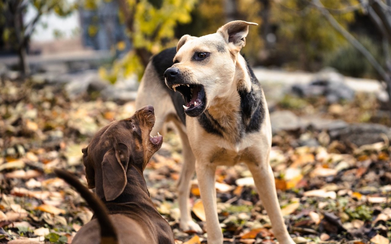 Machen sich die Hunde gross und legen die Ohren eng an, handelt es sich nicht mehr um reine Spielerei.