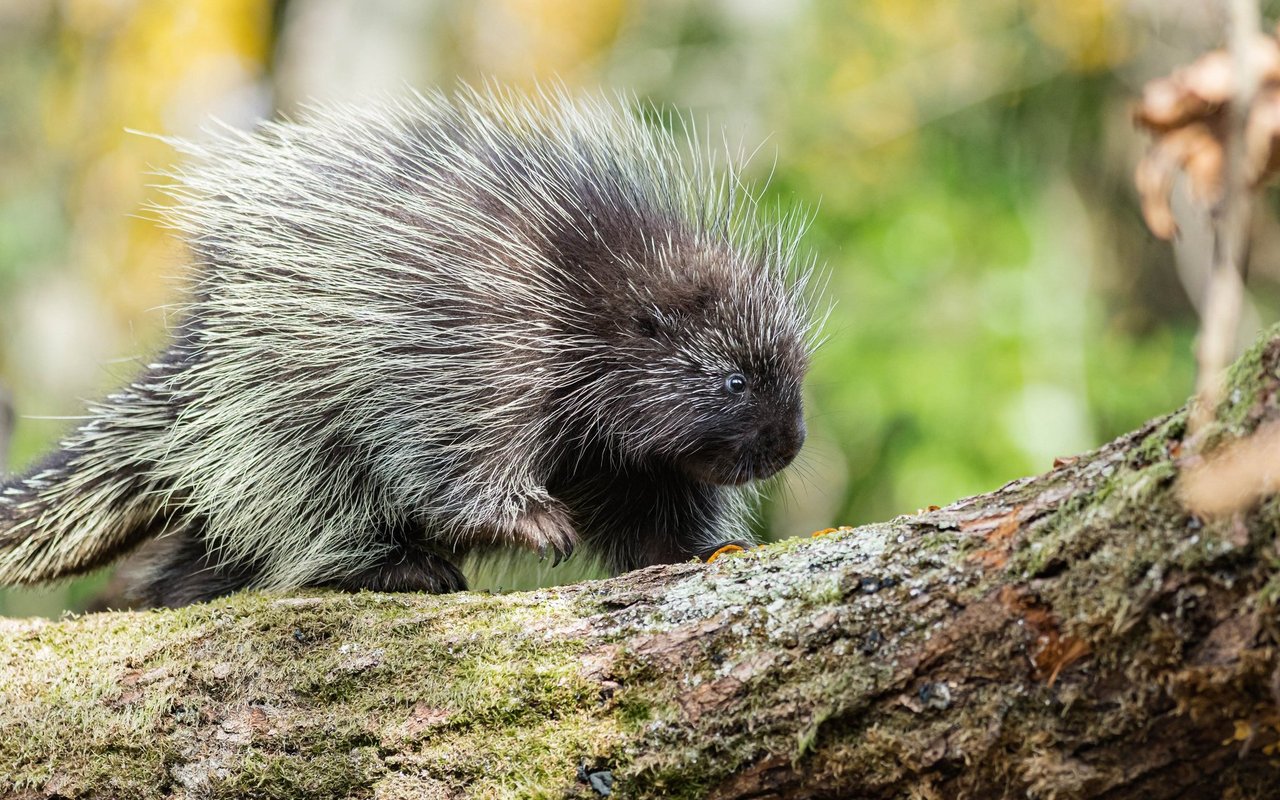 Die kleinen Stachelträger leben vorwiegend in Nordamerika und fühlen sich in Laubwäldern, aber auch kalten Steppen wohl.