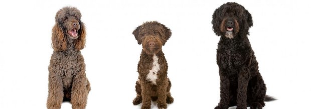 Pudel, Lagotto und Barbet