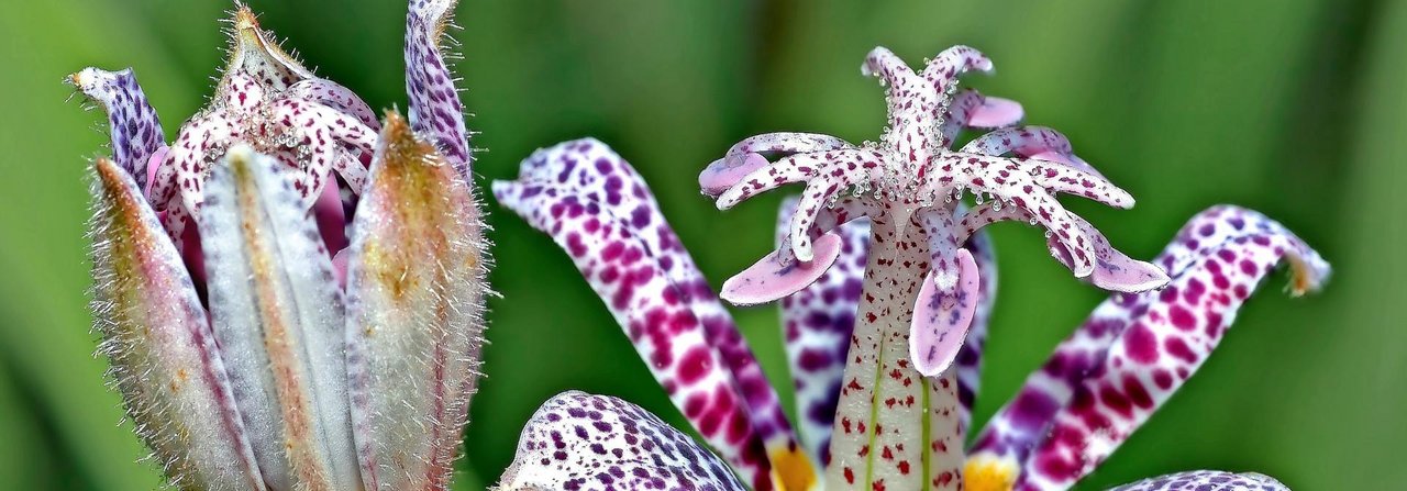 Die hierzulande seltene Krötenlilie besticht mit aussergewöhnlicher Musterung.