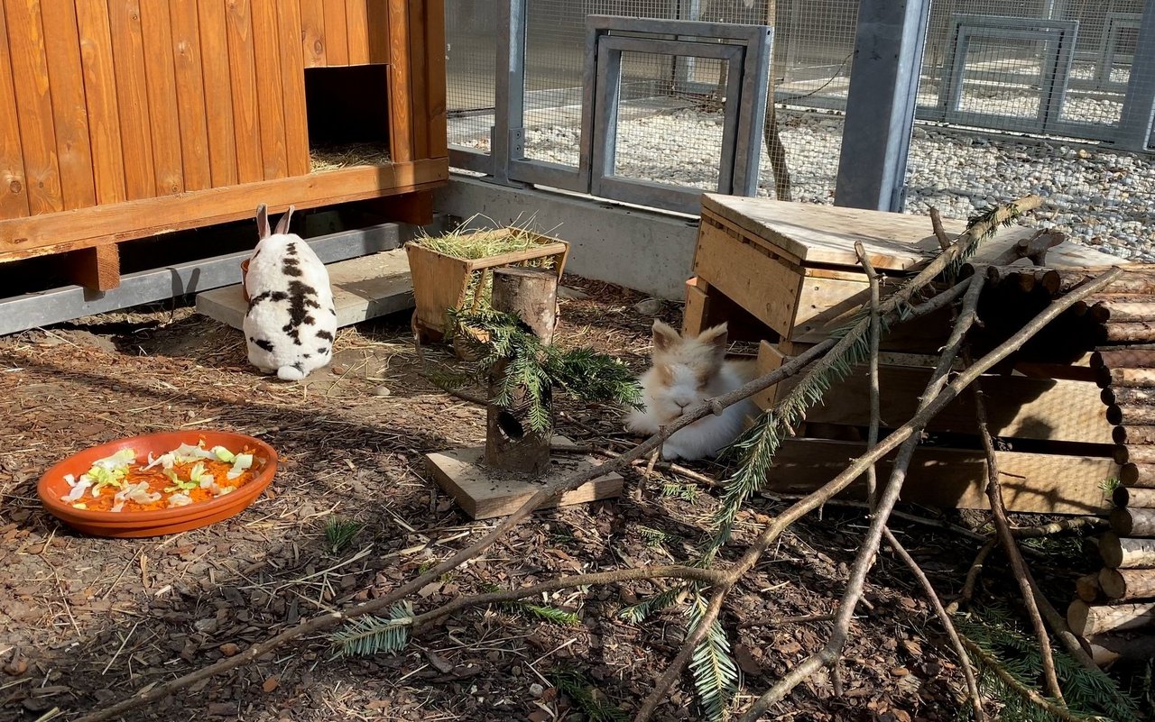 Nagetiere geniessen grosse Ställe an der frischen Luft.