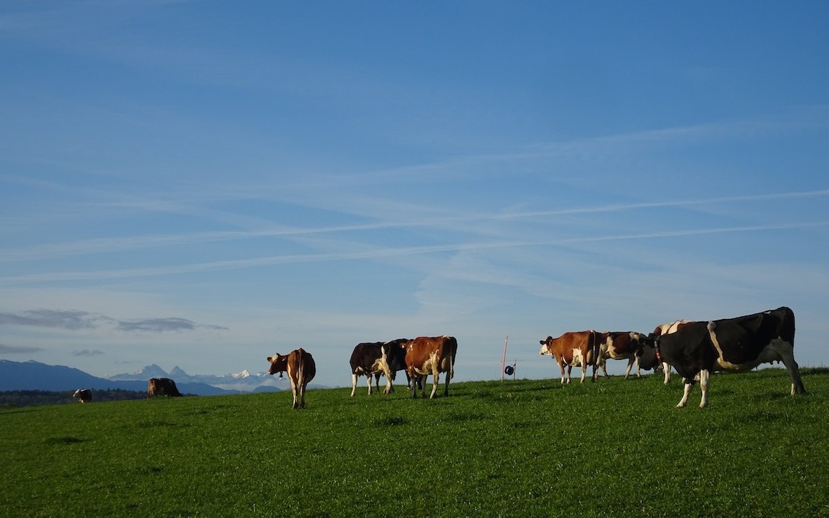 Diesen Holsteinern ist es am Wohlstein auf der Weide, und sie schauen in die Freiburger Alpen. 
