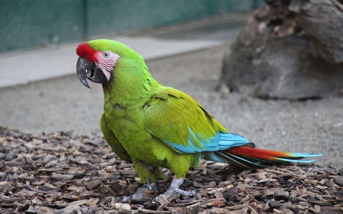 Dem Grossen Soldatenara im Bioparc Genf dienen Holzschnitzel als Spielzeug. 