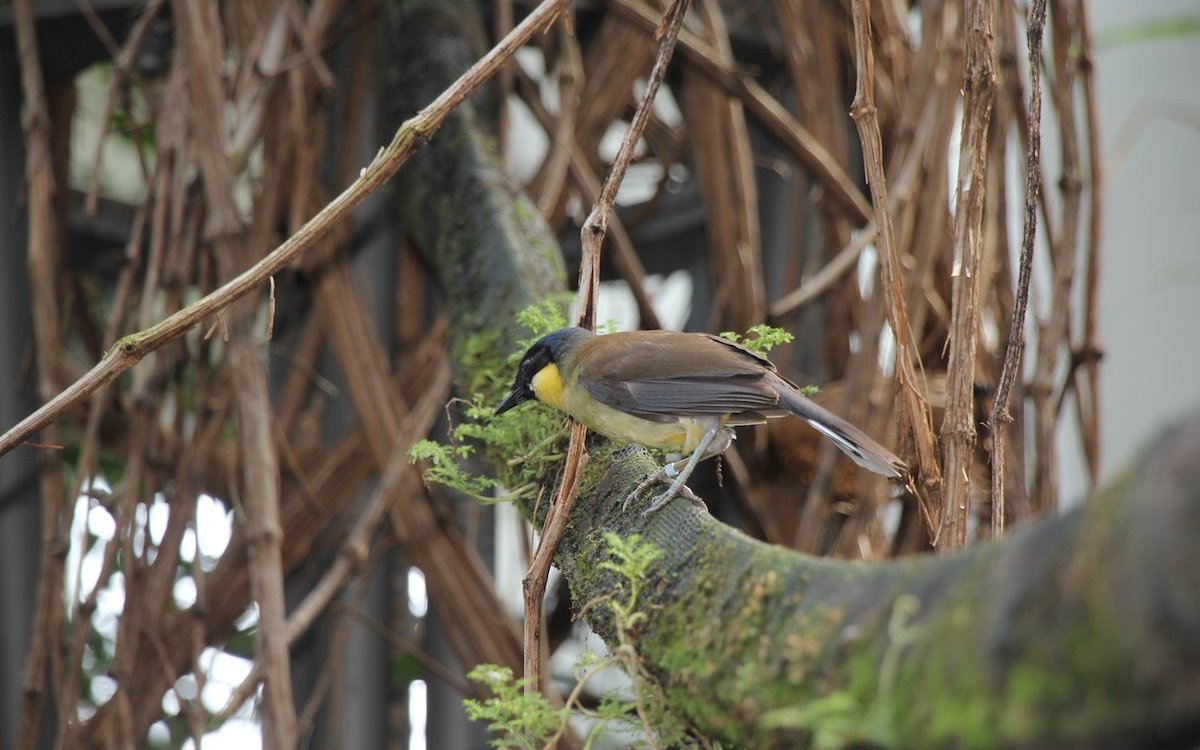 Der Blaukappenhäherling ist in der Natur vom Aussterben bedroht und züchtet im Vogelhaus des Basler Zoos. 