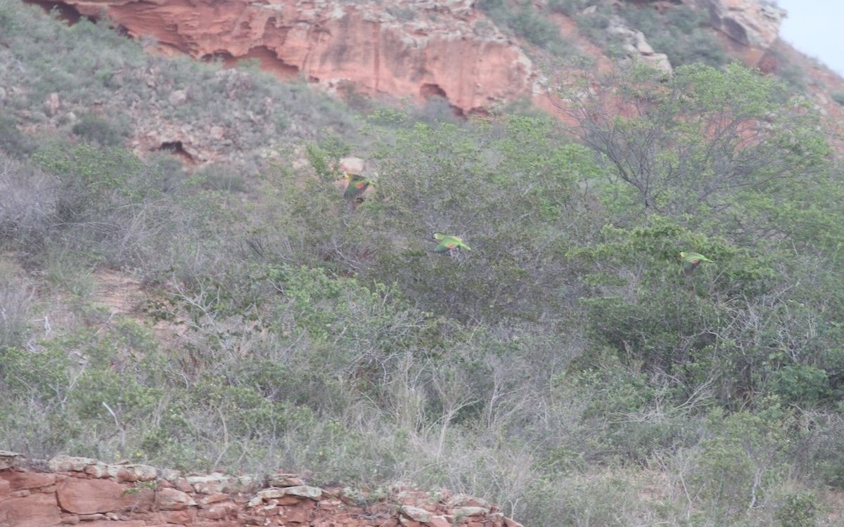 Blaustirnamazonen finden auch im kärglichen Cerrado, dem Trockenwald Brasiliens, Nahrung. 