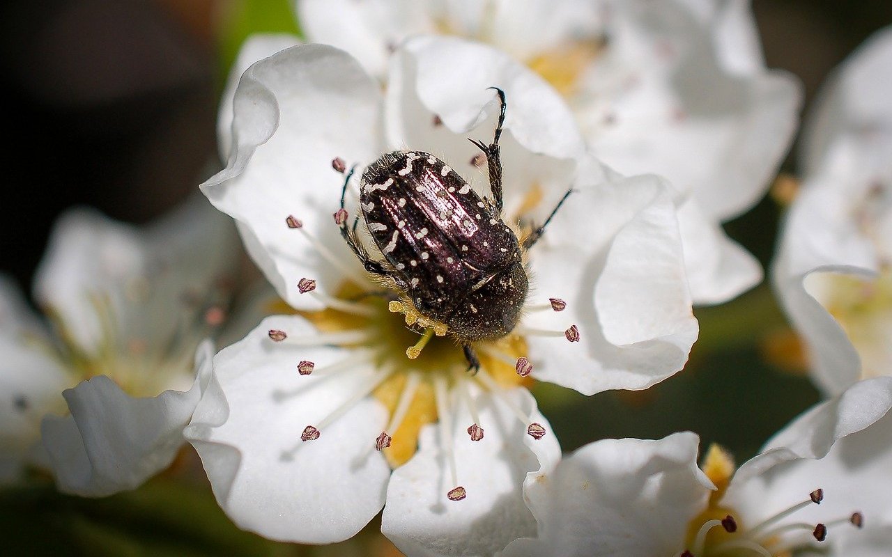 Wespen, Käfer und Fliegen bestäuben im Frühling wichtige Nutz- und Wildpflanzen.