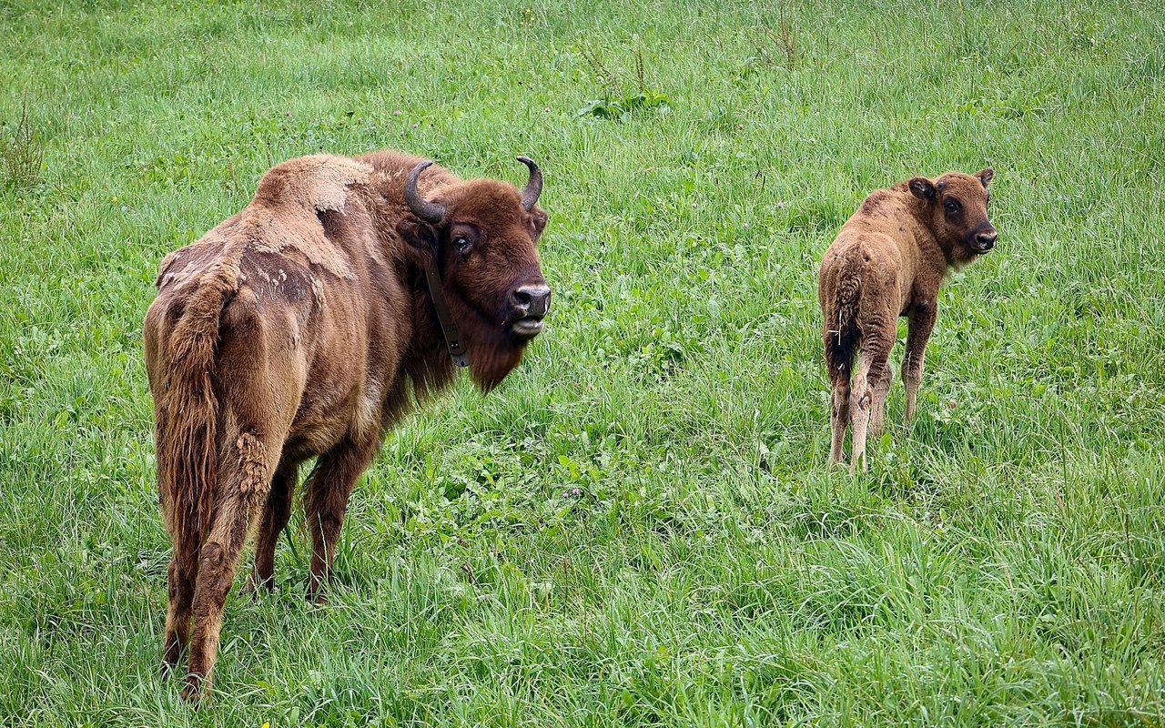 Für die grossen Tiere galt es erst einmal alles zu entdecken. 