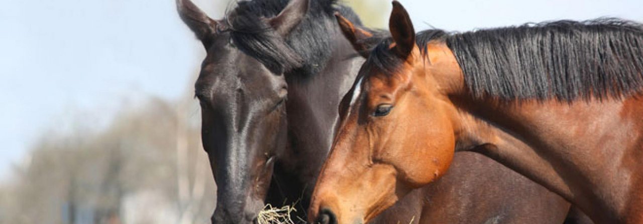 Für gesunde, zufriedene Pferde: Gutes Heu ist die Grundlage der Fütterung.