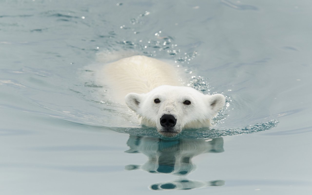 6 Fakten über den Eisbären tierwelt.ch TierWelt