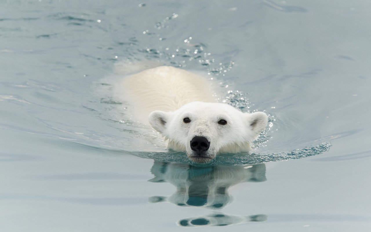 Eisbären sind exzellente Schwimmer. 