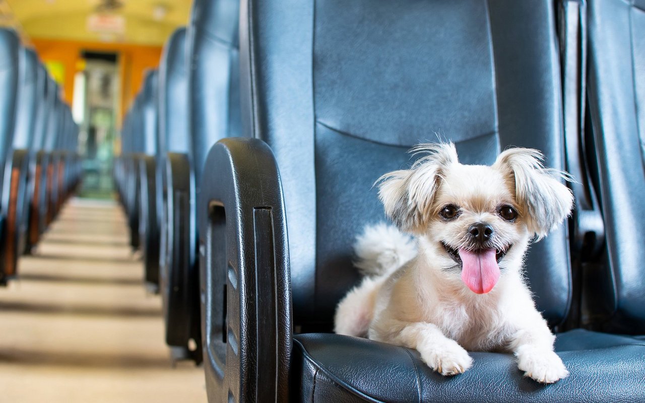 Zum Start, ein schlechtes Beispiel: Der Hund gehört nicht auf den Sitz!
