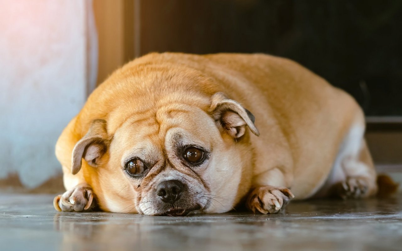 Viele Hunde sind übergewichtig.