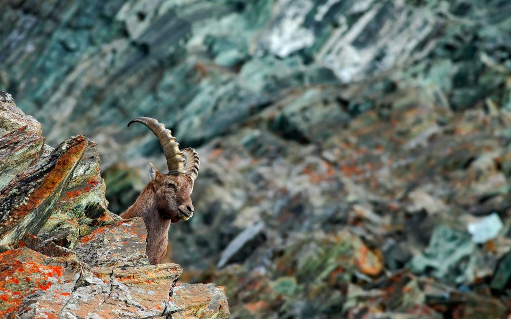 Der König der Alpen lebt unter anderem auf dem Pilatus und offenbart sich mit etwas Glück den geduldigen Besuchern. 