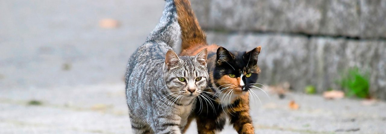 Ein gutes Team: Am besten harmonieren Katzen, die zusammen aufgewachsen sind.