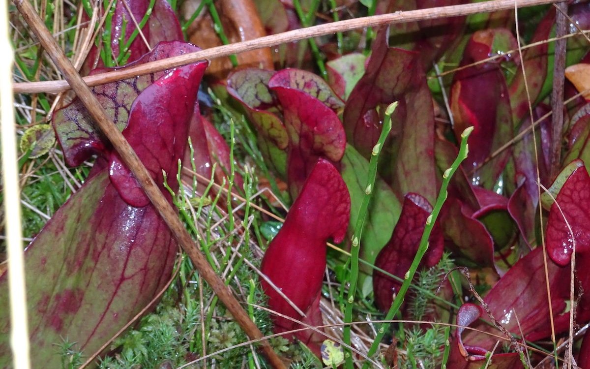 Die spektakulären Krugpflanzen wachsen auch in der Schweiz im Hochmoor bei Les Pléiades. 